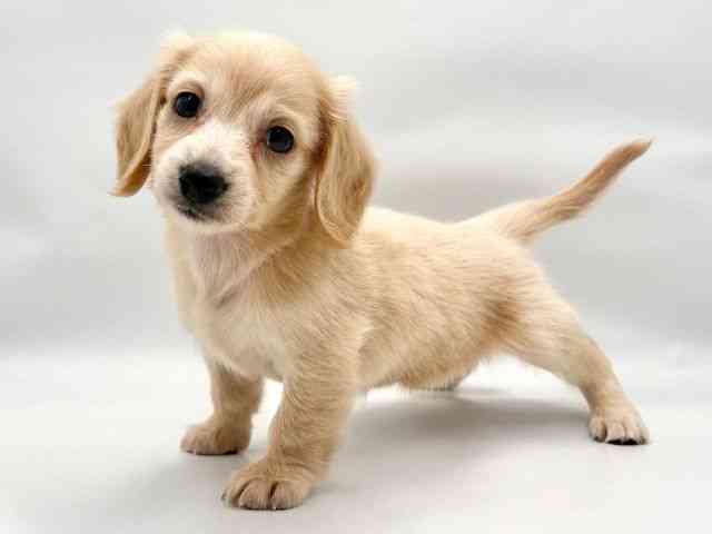 大阪府のミニチュアダックスフンド(ロング) (ひごペットフレンドリー東淀川店/2025年9月6日生まれ/女の子/イエロー)の子犬の3枚目の画像