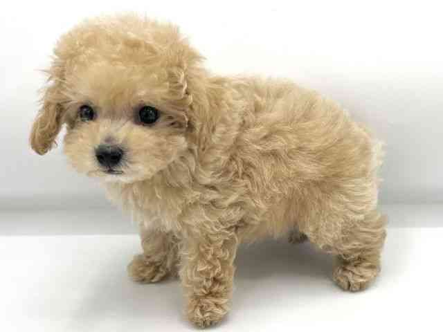 大阪府のビションプー(ビションフリーゼ×プードル) (ひごペットフレンドリーららぽーとEXPOCITY店/2025年9月7日生まれ/男の子/クリーム)の子犬の3枚目の画像