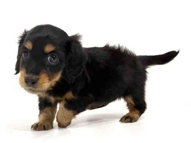 兵庫県のミニチュアダックスフンド(ロング) (ひごペットフレンドリーイトーヨーカドー明石店/2025年9月6日生まれ/女の子/ブラックタン)の子犬の3枚目の画像