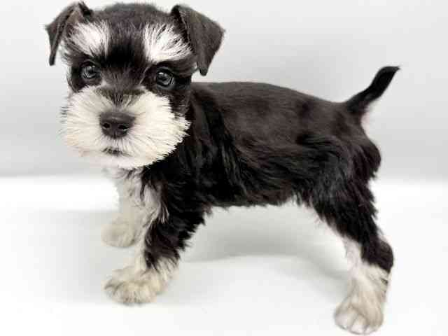 大阪府のミニチュアシュナウザー (ひごペットフレンドリーイオンタウン豊中庄内店/2025年9月6日生まれ/男の子/ブラックシルバー)の子犬の3枚目の画像