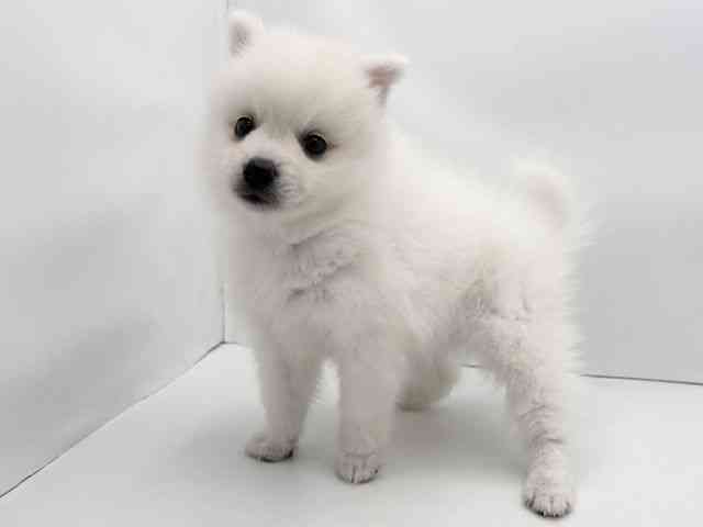 兵庫県の日本スピッツ (ひごペットフレンドリークラウンパーク伊丹店/2025年9月3日生まれ/男の子/ホワイト)の子犬の3枚目の画像