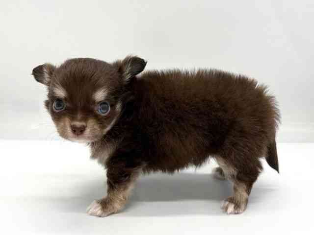 京都府のチワワ(ロング) (ひごペットフレンドリー京都店/2025年9月6日生まれ/男の子/チョコレートタンホワイト)の子犬の3枚目の画像