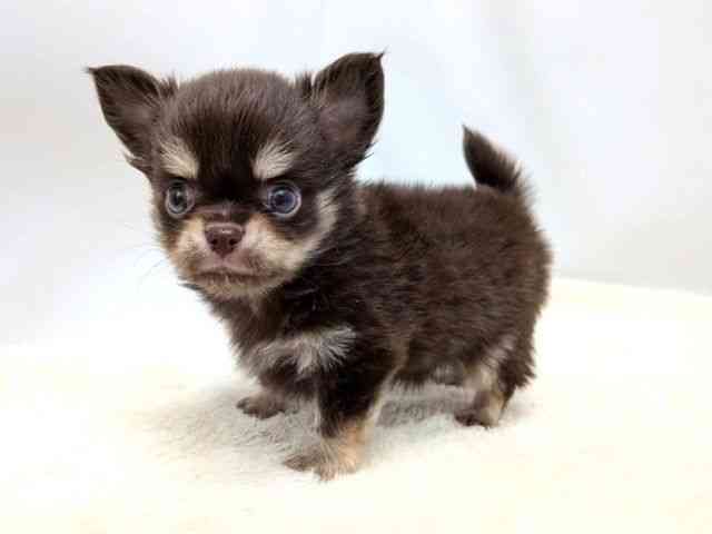 広島県のチワワ(ロング) (ひごペットフレンドリーゆめタウン廿日市店/2025年9月6日生まれ/男の子/チョコレートタンホワイト)の子犬の3枚目の画像