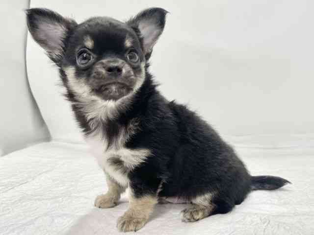 高知県のチワワ(ロング) (ひごペットフレンドリーイオンモール高知店/2025年9月5日生まれ/男の子/ブラックタン)の子犬の3枚目の画像