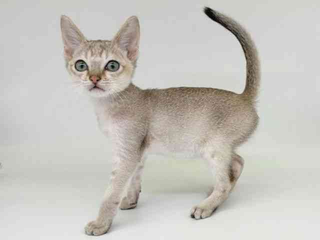 大阪府のシンガプーラ (ひごペットフレンドリー瓜破店/2025年9月6日生まれ/男の子/セピアアグーティ)の子猫の3枚目の画像