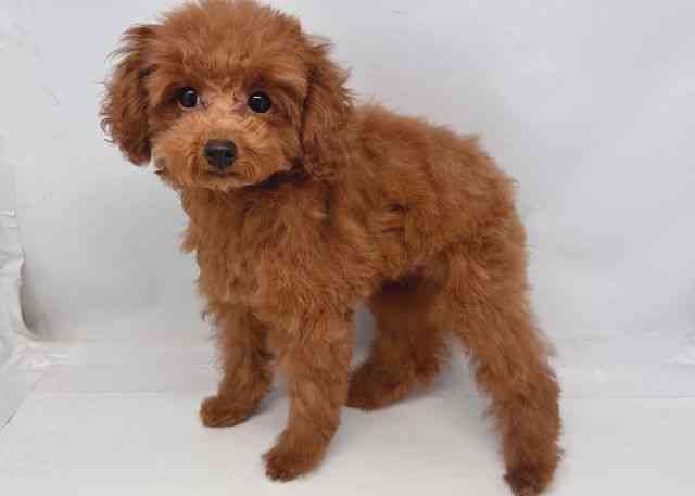 鳥取県のトイプードル(トイ) (ひごペットフレンドリーイオンモール鳥取北店/2025年9月4日生まれ/女の子/レッド)の子犬の3枚目の画像