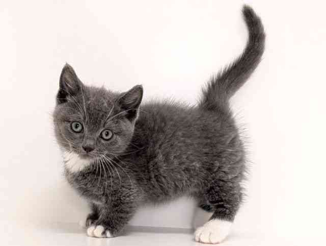 福岡県のマンチカン (ひごペットフレンドリーリバーウォーク北九州店/2025年9月5日生まれ/男の子/ブルーホワイト)の子猫の3枚目の画像