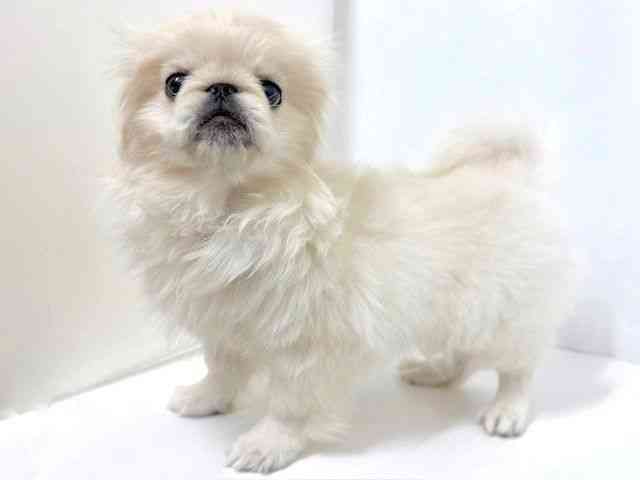 大阪府のペキニーズ (ひごペットフレンドリーベルファⅡ都島店/2025年9月5日生まれ/女の子/ホワイト)の子犬の3枚目の画像