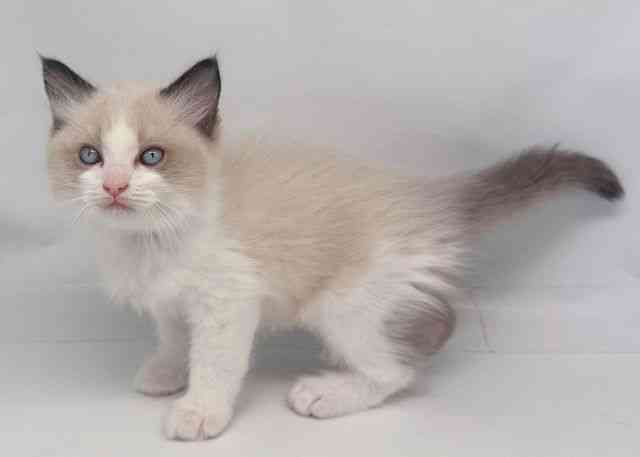 鳥取県のラグドール (ひごペットフレンドリーイオンモール鳥取北店/2025年9月6日生まれ/男の子/シールポイントバイカラー)の子猫の3枚目の画像