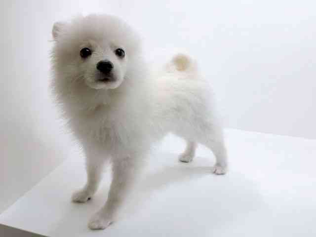 広島県のポメラニアン (ひごペットフレンドリーフジグラン神辺店/2025年9月6日生まれ/男の子/クリーム)の子犬の3枚目の画像