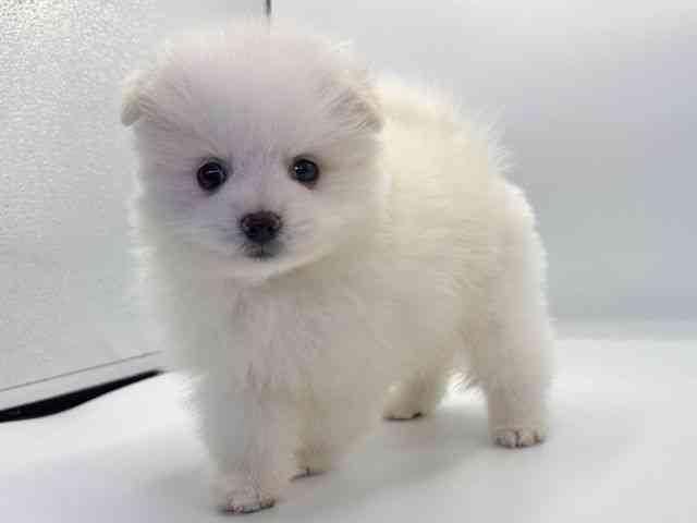 愛知県のポメラニアン (ひごペットフレンドリープライムツリー赤池店/2025年9月4日生まれ/男の子/クリーム)の子犬の3枚目の画像