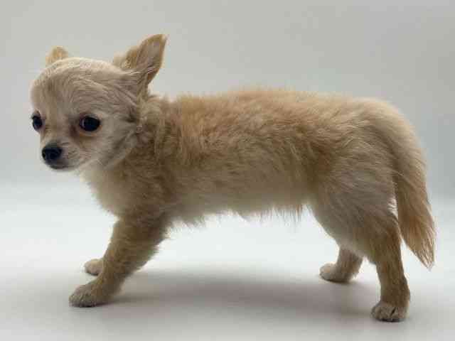 島根県のチワワ(ロング) (ひごペットフレンドリーイオンモール出雲店/2025年9月6日生まれ/女の子/クリーム)の子犬の3枚目の画像