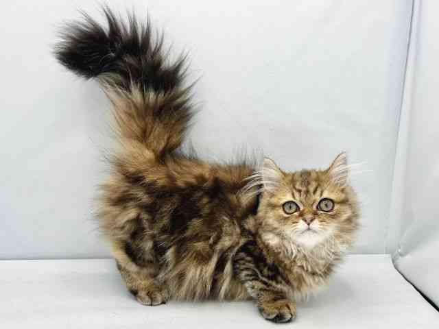 大阪府のミヌエット (ひごペットフレンドリーイトーヨーカドー津久野店/2025年8月31日生まれ/男の子/チンチラゴールデン)の子猫の3枚目の画像