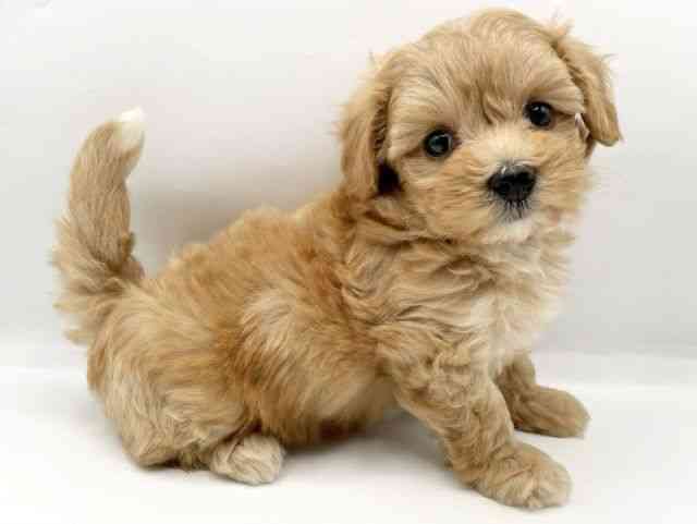 奈良県のマルプー(マルチーズ×プードル) (ひごペットフレンドリートナリエ大和高田店/2025年9月5日生まれ/女の子/アプリコット)の子犬の3枚目の画像