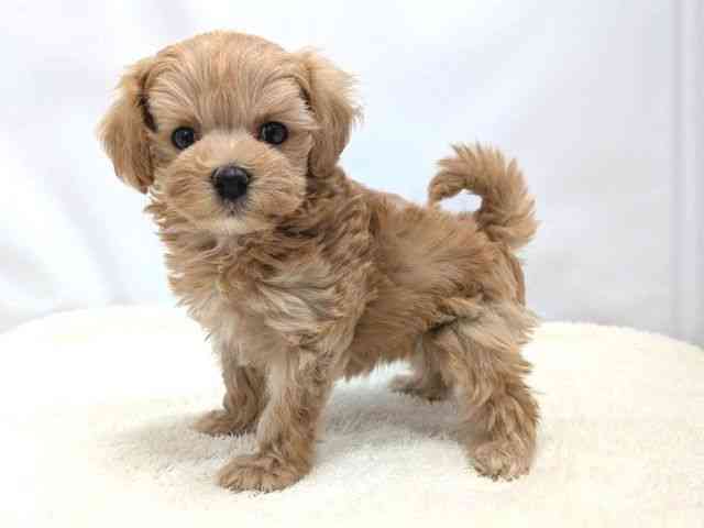 広島県のマルプー(マルチーズ×プードル) (ひごペットフレンドリーゆめタウン廿日市店/2025年9月5日生まれ/女の子/アプリコット)の子犬の3枚目の画像