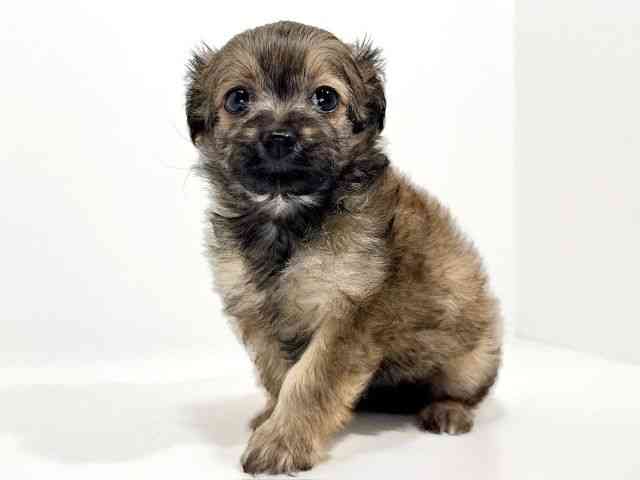 兵庫県のチワプー/プーチー(チワワ×プードル) (ひごペットフレンドリーイトーヨーカドー明石店/2025年9月6日生まれ/女の子/フォーン)の子犬の3枚目の画像