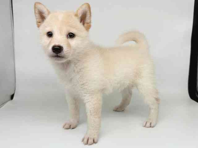 大阪府の柴犬(標準サイズ) (ひごペットフレンドリー瓜破店/2025年9月6日生まれ/女の子/白)の子犬の3枚目の画像