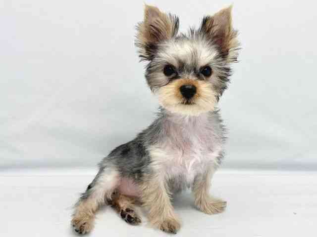 大阪府のヨークシャーテリア (ひごペットフレンドリーイトーヨーカドー津久野店/2025年9月5日生まれ/女の子/スチールブルータン)の子犬の3枚目の画像