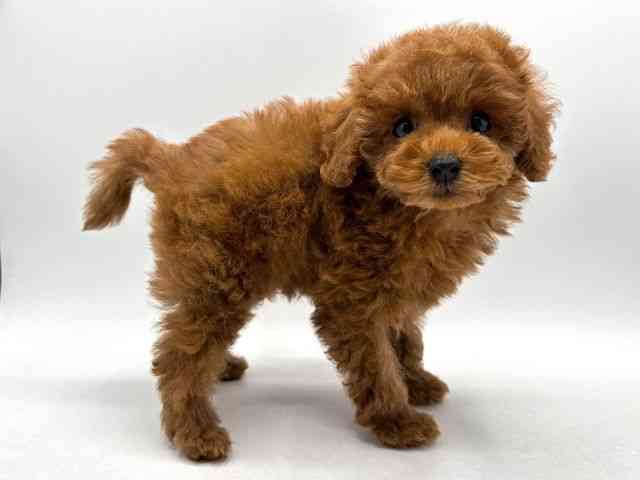 奈良県のトイプードル(トイ) (ひごペットフレンドリー田原本店/2025年9月6日生まれ/女の子/レッド)の子犬の3枚目の画像