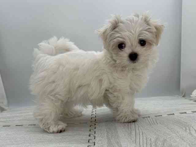 島根県のマルチーズ (ひごペットフレンドリーイオンモール出雲店/2025年9月7日生まれ/女の子/ホワイト)の子犬の3枚目の画像