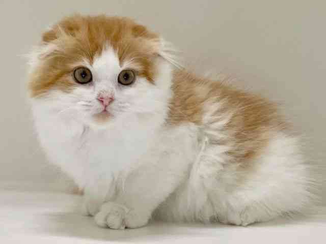 兵庫県のスコティッシュフォールド (ひごペットフレンドリーイトーヨーカドー明石店/2025年9月6日生まれ/男の子/レッドタビーホワイト)の子猫の3枚目の画像