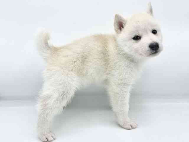 大阪府のハーフ犬・ミックス犬 (ひごペットフレンドリーららぽーとEXPOCITY店/2025年9月2日生まれ/女の子/クリームホワイト)の子犬の3枚目の画像