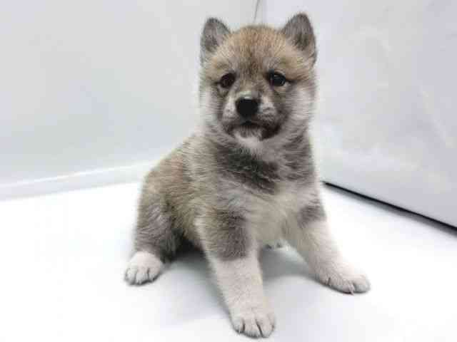 京都府のハーフ犬・ミックス犬 (ひごペットフレンドリー京都店/2025年9月2日生まれ/男の子/シルバーホワイト)の子犬の3枚目の画像