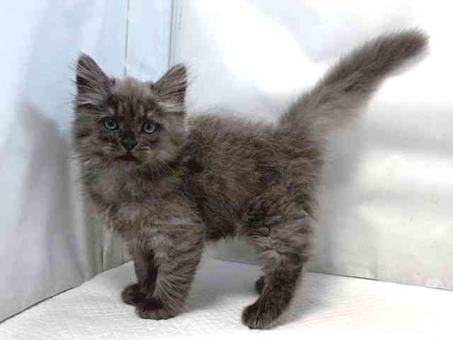 大阪府のミヌエット (ひごペットフレンドリー堺プラットプラット店/2025年8月31日生まれ/男の子/ブルータビー)の子猫の3枚目の画像