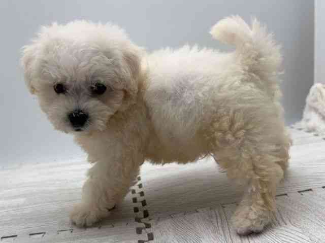 島根県のビションフリーゼ (ひごペットフレンドリーイオンモール出雲店/2025年9月6日生まれ/男の子/ホワイト)の子犬の3枚目の画像