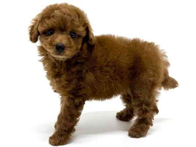 大阪府のハーフ犬・ミックス犬 (ひごペットフレンドリーくずはモール店/2025年9月6日生まれ/女の子/レッド)の子犬の3枚目の画像