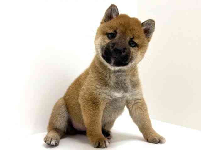 大阪府の柴犬(標準サイズ) (ひごペットフレンドリーくずはモール店/2025年9月5日生まれ/女の子/赤)の子犬の3枚目の画像