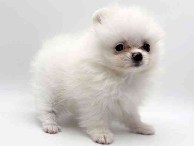 大阪府のポメラニアン (ひごペットフレンドリーみのおキューズモール店/2025年9月6日生まれ/男の子/ホワイト)の子犬の3枚目の画像