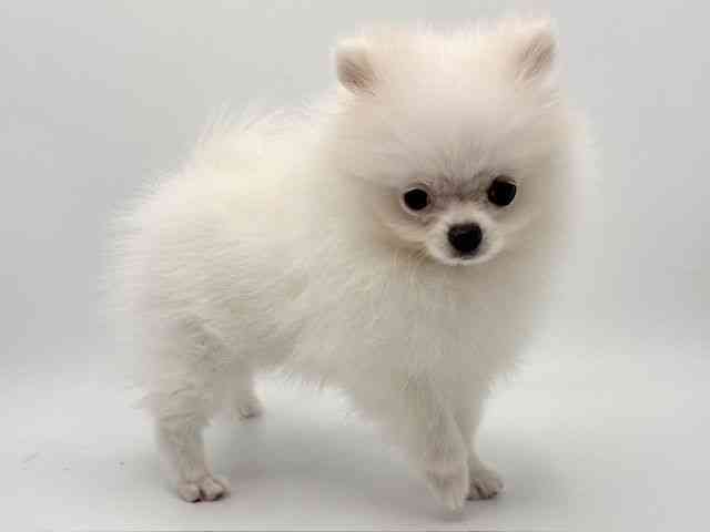 大阪府のポメラニアン (ひごペットフレンドリーみのおキューズモール店/2025年9月6日生まれ/男の子/ホワイト)の子犬の3枚目の画像