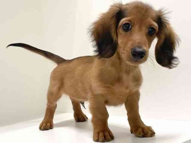 兵庫県のミニチュアダックスフンド(ロング) (ひごペットフレンドリーイトーヨーカドー明石店/2025年9月7日生まれ/男の子/シェーデットレッド)の子犬の3枚目の画像