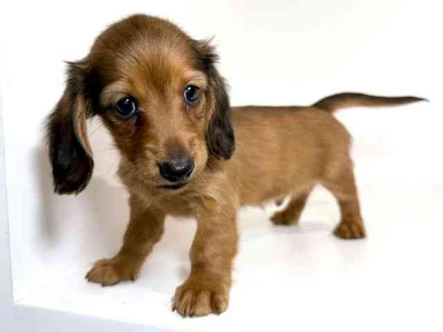 兵庫県のミニチュアダックスフンド(ロング) (ひごペットフレンドリーイトーヨーカドー明石店/2025年9月7日生まれ/男の子/シェーデットレッド)の子犬の3枚目の画像