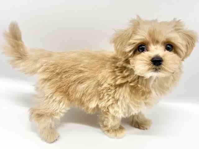 大阪府のマルプー(マルチーズ×プードル) (ひごペットフレンドリーイオンタウン豊中庄内店/2025年9月4日生まれ/男の子/クリーム)の子犬の3枚目の画像