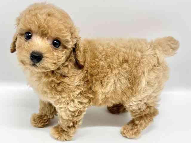 大阪府のトイプードル(トイ) (ひごペットフレンドリーイオンタウン豊中庄内店/2025年9月7日生まれ/男の子/アプリコット)の子犬の3枚目の画像