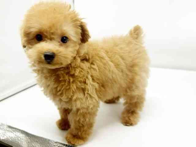 大阪府のトイプードル(トイ) (ひごペットフレンドリーイオンタウン豊中庄内店/2025年9月7日生まれ/男の子/アプリコット)の子犬の3枚目の画像