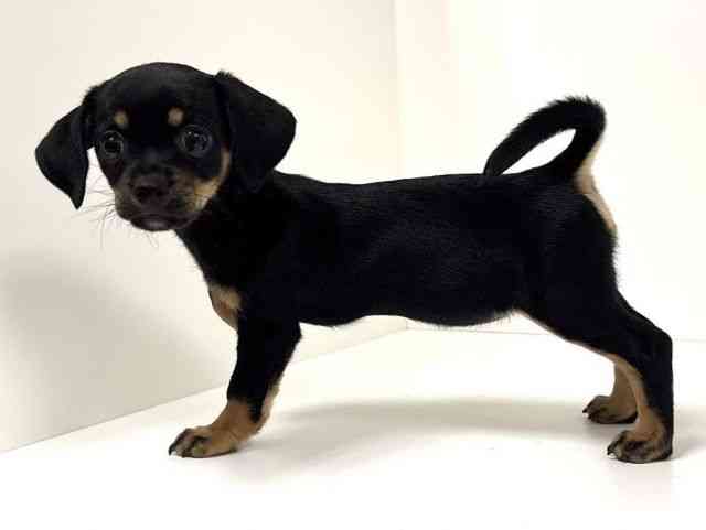 愛知県のチワックス(チワワ×ダックス) (ひごペットフレンドリーイトーヨーカドー知多店/2025年9月6日生まれ/女の子/ブラックタン)の子犬の3枚目の画像