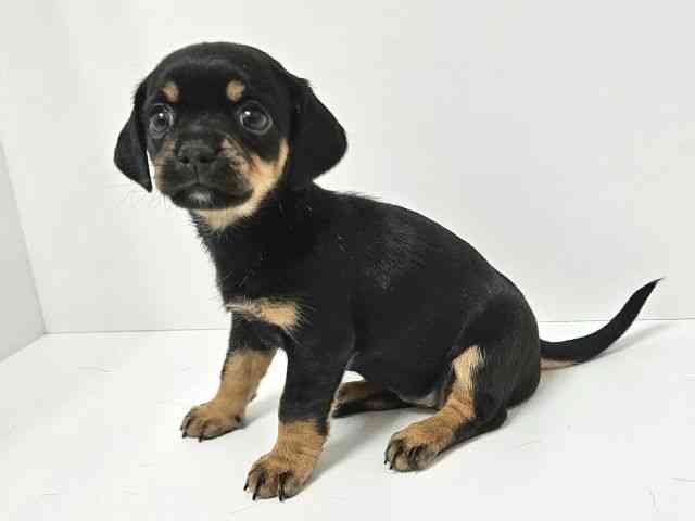 愛知県のチワックス(チワワ×ダックス) (ひごペットフレンドリーイトーヨーカドー知多店/2025年9月6日生まれ/女の子/ブラックタン)の子犬の3枚目の画像