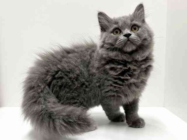 愛知県のブリティッシュロングヘアー (ひごペットフレンドリーららぽーと名古屋みなとアクルス店/2025年9月3日生まれ/男の子/ブルー)の子猫の3枚目の画像