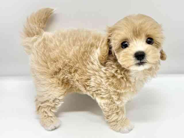 大阪府のマルプー(マルチーズ×プードル) (ひごペットフレンドリーイオンタウン豊中庄内店/2025年9月4日生まれ/女の子/アプリコット)の子犬の3枚目の画像