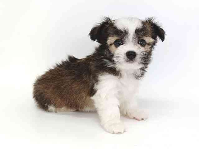 大阪府のチワズー/チワシーズ(チワワ×シーズー) (ひごペットフレンドリー泉ヶ丘店/2025年9月7日生まれ/男の子/ホワイトゴールド)の子犬の3枚目の画像