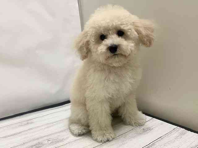 和歌山県のビションプー(ビションフリーゼ×プードル) (ひごペットフレンドリーパームシティ和歌山店/2025年9月7日生まれ/男の子/クリーム)の子犬の3枚目の画像