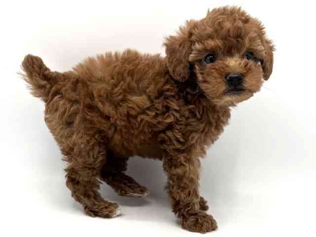 大阪府のトイプードル(トイ) (ひごペットフレンドリーみのおキューズモール店/2025年9月5日生まれ/女の子/レッド)の子犬の3枚目の画像