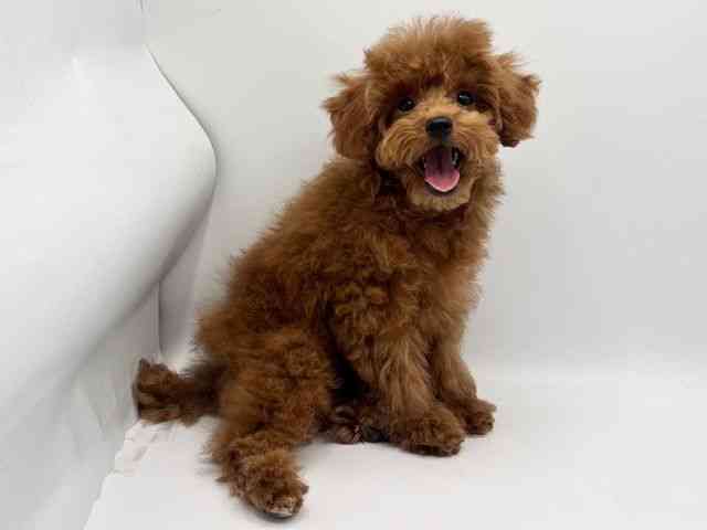 大阪府のトイプードル(トイ) (ひごペットフレンドリーみのおキューズモール店/2025年9月5日生まれ/女の子/レッド)の子犬の3枚目の画像