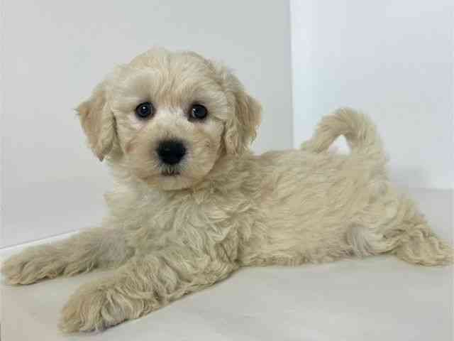 大阪府のビションプー(ビションフリーゼ×プードル) (ひごペットフレンドリーアクロスプラザ住之江店/2025年9月6日生まれ/男の子/アプリコット)の子犬の3枚目の画像