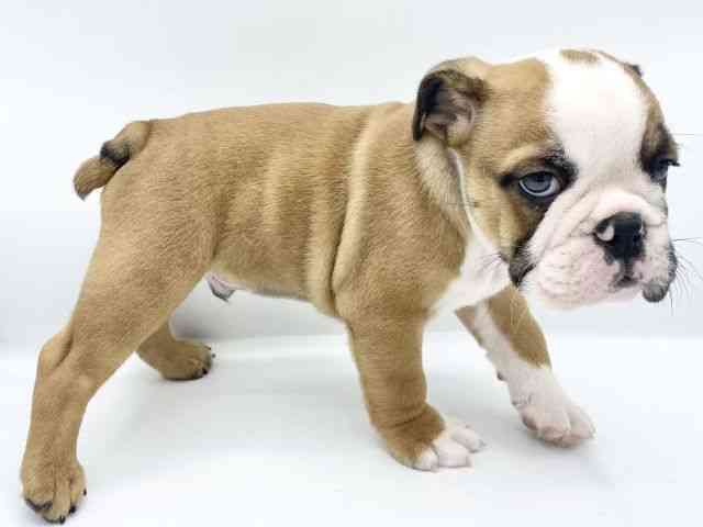 大阪府のブルドッグ (ひごペットフレンドリーららぽーとEXPOCITY店/2025年9月6日生まれ/男の子/レッドホワイト)の子犬の3枚目の画像