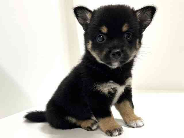 奈良県のチワ柴/柴チワ/チワシバ(チワワ×柴) (ひごペットフレンドリーイオンモール橿原ウエスト・ビレッジ店/2025年9月3日生まれ/女の子/ブラックタン)の子犬の3枚目の画像