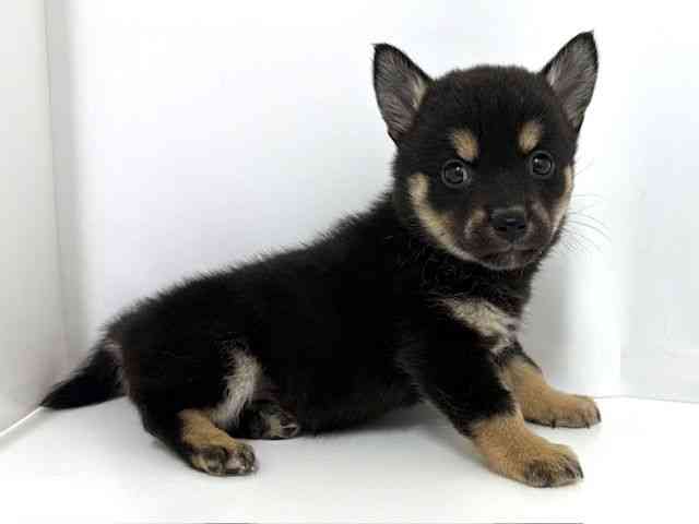 大阪府のチワ柴/柴チワ/チワシバ(チワワ×柴) (ひごペットフレンドリーベルファⅡ都島店/2025年9月3日生まれ/女の子/ブラックタン)の子犬の3枚目の画像